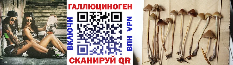 Псилоцибиновые грибы Psilocybine cubensis  Купить  Апатиты 